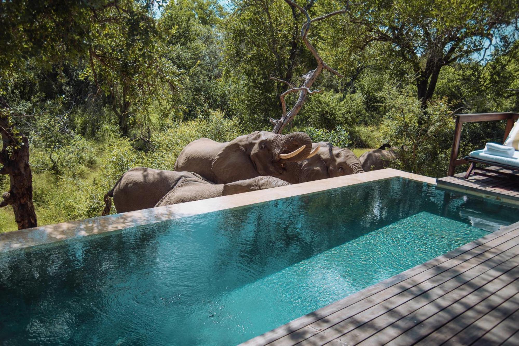 Villa Royal Malewane Wildreservat Thornybush Exterior foto